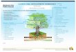 CAREER TREE DEVELOPMENT WORKSHEET · Career Tree name, image, philosophy, and strategies are copyrights of Mark C. Perna and TFS. Any use of this intellectual property, in whole or