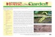 Bamboo: A Love Story - extension.umd.edu · Bamboo: A Love Story Jon Traunfeld, Extension Specialist, Fruits and Vegetables, and State Master Gardener Coordinator When we moved into