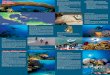 Diving in Cuba - cubainfo.de · atlanticus), Barracudas (Sphyraena barracuda), Groupers (Epinephelus morio), Snappers (Lutjanus spp.), Grunts (Haemulon spp.), Angelfish (Pomacantus