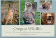 Wildlife of Oregonblogs.4j.lane.edu/haberman/files/2019/01/EQ-12-Wildlife-of-Oregon.pdf · Wildlife of Oregon 1. Common and Scientiﬁc Name- Include Order and family; if you’re
