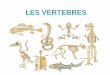 LES VERTEBRES - Géraldine Loot - Home · 2018-09-11 · LES VERTEBRES. Diversité spécifique des vertébrés 62305 espèces (5,5 % du règne animal) - Poissons : 31300 espèces