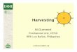 harvesting - IRRI Rice Knowledge Bank · 2014-04-14 · What is harvesting? Harvesting is the process of collecting the mature rice crop fromcollecting the mature rice crop from the