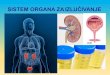 Tokom metaboličkih reakcija u organizmu nastaju · 2020-05-02 · Tipovi organa za ekskreciju •Kod jednostaničnihorganizama izlučivanje se vrši putem čitave površine, hranjive