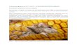 Zelena prognoza za 25.7.2019. - O KUKURUZNOM prognoza tekstovi/Zelena prognoza 25 · PDF file kukuruzni plamenac (ostrinia nubilalis) kukuruzni plamena je jedna od najznaČajnijih