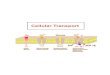 Cellular Transport - WordPress.com · Cellular Transport Passive Active Simple Diffusion Facilitated Diffusion Proteins and ATP End ocyt si Ex ocyt si Osmosis Small, nonpolar Hypertonic,