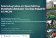 Protected Agriculture and Open Field Crop Diversification to … · 2014-07-28 · Protected Agriculture and Open Field Crop Diversification to Enhance Food Crop Productivity in CARICOM