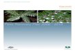 Flora Recovery Plan 2006 - 2010environment.gov.au/system/files/resources/3e029474-3915-494d-a5… · Lomatia tasmanica Flora Recovery Plan 2006-2010 5 Estimated Cost of Recovery Actions