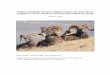 Sheep and Horse Report1 - Colorado State University · Wild horses are not prone to rapid disease die-offs. However, minimum goals for genetic viability in the Pryor Mountain wild