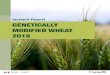 Incident Report GENETICALLY MODIFIED WHEAT 2018 · Genetically Modified Wheat 20183 modified equivalents and do not pose a risk to human health, the health of animals or the environment