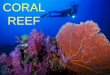 CORAL REEF€¦ · coral reef . characteristics warm (680f average water temp.) shallow (light penetrates) tropical water (near equator) high biodiversity very large number of species,
