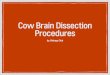 Cow Brain Dissection Procedures - WordPress.com · hemispheres of the brain, providing coordination between the two. The medulla helps the nerves cross over so the left hemisphere