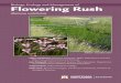 Biology, Ecology and Management of Flowering Rushmsuinvasiveplants.org/.../flowering_rush.pdfBiology, Ecology and Management of Flowering Rush (Butomus umbellatus) Hilary Parkinson,