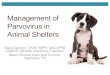 Management of Parvovirus in Animal Shelters · parvovirus in dogs entering a Florida animal shelter. JAVMA 2010;236 (12):1317-21 431 Dogs Total “Results suggest that many dogs entering