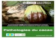 Pathologies du cacao4 PHOTOGUIDE CABI DES PATHOLOGIES DU CACAO PROVOQUÉES PAR DES NUISIBLES ET DES MALADIES BACK TO CONTENTS • Les larves se transforment en pupes en formant de