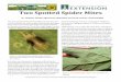 Two Spotted Spider Mites · 2018-06-06 · two spotted spider mites in hopyards is crucial to en-sure mite infestations don’t get out of control. Economic thresholds have been developed