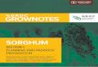 SORGHUM - Home - GRDC...7 A Abunyewa, R Ferguson, C Wortmann, D Lyon, S Mason, R Klein (2010) Skip-row and plant population effects on sorghum grain yield. Agronomy Journal, 102(1),