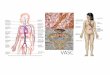 VASCULAR - sinoemedicalassociation.orgsinoemedicalassociation.org/anatomyphysiology/VASCULAR.pdf · The Vascular Anastomosis 1. Arterial anastomosis arterial arch:-provide collateral
