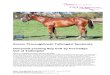 Dream Thoroughbreds Talkingdol Syndicate Unnamed yearling ...€¦ · Dream Thoroughbreds Exception Syndicate Yearling Bay Colt By Foxwedge out of Talkingdol Page 4 of 25 Pedigree