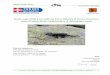 Studio sugli anfibi e sui rettili nel Parco Naturale di Conca Cialancia e … · 2019-06-27 · Studio sugli anfibi e sui rettili nel Parco Naturale di Conca Cialancia e stima di