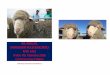 4th ANNUAL MARYBURN POLLED MERINO Image result for south ... · 2833 Tekapo Twizel Road, State Highway 8 Friday 7th February 2020 Commencing 3:00pm 4th ANNUAL RAM SALE MARYBURN POLLED