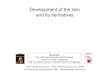 Development of the skin and its derivatives · 2014-08-22 · Skin function and anatomy Skin origins Development of the overlying epidermis Development of epidermal appendages: Hair