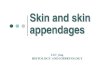 Skin and skin appendages - jlu.edu.cnmedicine.jlu.edu.cn/__local/F/31/AE/81E496CFE70FC9E17628... · 2018-12-05 · Skin and skin appendages LIU ying HISTOLOGY AND EMBRYOLOGY. The