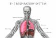 THE RESPIRATORY SYSTEM - Semantic Scholar...•Exchange of gases between blood and body cells •An opposite reaction to what occurs in the lungs –Carbon dioxide diffuses out of