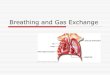 Breathing and Gas Exchange€¦ · Breathing is the exchange of gasses in the lungs Ventilation . Not Really The Respiratory System Proper term should be the Gas Exchange System 