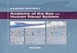 Anatomy of the Eye Human Visual System · Anatomy of the Eye and Human Visual System 1 General Features Human orbits are a pair of symmetric cavities lying beside the root of the