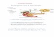 LE PANCREAS EXOCRINE - التعليم الجامعيuniv.ency-education.com/uploads/1/3/1/0/...pancreas... · Small intestine t CCK secretion t Plasma CC Pancreas t Enzyme secretion