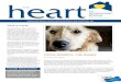 China Goldens: Life Awaits - Homeward Bound Golden ...€¦ · Homeward Bound Golden Retriever Rescue & Sanctuary, Inc. is an all-volunteer organization which rescues and heals displaced,