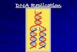 DNA Replication - MR. LAI · 2018-07-06 · DNA Replication Replication = DNA ... Complementary base pairing makes replication possible C - G A - T. A. Basic Facts of DNA Replication