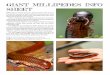 GIANT MILLIPEDES INfo ShEET - Weird and Wonderful Pets · long, and some have brightly coloured body segments of alternating stripes of black, red, yellow, grey or brown. ... For