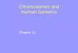 Chromosomes and Human Geneticscf.linnbenton.edu/mathsci/bio/klockj/upload/ch12 Human... · 2011-04-26 · • Describe how an understanding of chromosomes helps to account for 