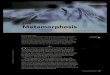 The Metamorphosis by Franz Kafka - LRHS AP LIT · 1 1. 20
