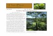The Bur - Saving the American Chestnut Tree | The American ...€¦ · the mountains of Virginia, few grow past ten feet tall before they succumb to chestnut blight or to the hungry