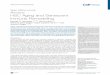 HSC Aging and Senescent Immune Remodeling · Series: Lifetime Immunity Review HSC Aging and Senescent Immune Remodeling Michael 5 D. Denkinger,1,2,3,4 Hanna Leins,3,5 Reinhold 1,2,6,