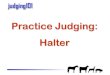 Practice Judging: Halter · Halter Classes: (printable reasons on all classes) Yearling Quarter Horse Stallions Yearling Quarter Horse Fillies 2 Yr. Old Quarter Horse Geldings