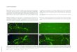 D b-Hydroxybutyrate protects neurons in models of ... · D-b-Hydroxybutyrate protects neurons in models of Alzheimer’s and Parkinson’s disease Yoshihiro Kashiwaya*, Takao Takeshima*,