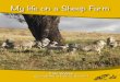 My life on a Sheep Farm - Enviro-Stories...On our property we have a large shearing shed. At shearing time we employ four shearers to shear our sheep. The shearers can shear about
