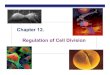 Chapter 12. Regulation of Cell Divisionschools.misd.org/page/download/8122/0/Ch12MitosisRegulation.pdfStep 2 DNA repair enzyme p53 protein p53 protein p53 — master regulator gene