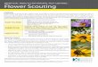 BENEFICIAL INSECTS FOR NATURAL PEST CONTROL: Flower Scouting · You will use an insect beat sheet (see image, right) to observe beneficial insects on plant foliage along two 100 ft.-length