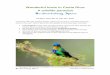 Wonderful birds in Costa Rica: A wildlife paradise · 2019-03-22 · The superb Resplendent Quetzal . Birdwatching Spain Costa Rica: A wildlife paradise Day 6: Friday July 5th, 2019
