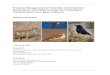 Predator Management for Protection of the Western Snowy ... · (Corvus corax), coyote (Canis latrans) and peregrine falcon (Falco peregrinus) generally pose the greatest threat to