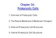 Chapter 3A: Prokaryotic Cells · Prokaryotic Cell Structure . Prokaryotic Morphologies Morphology refers to the shape of individual cells: coccus = round or spherical bacillus = rod-shaped