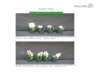 Topflor Dips Aiolos 2009 (15 cold-weeks)hort.cornell.edu/bulb/forcing/hyacinth/aiolos_dip.pdf · Topflor Dips Aiolos 2010 (15 cold-weeks) Aiolos. Left to right: Control, 20 ppm Topflor