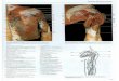 Задняя область плеча - deus1.comdeus1.com/data/08-06-verhnyaya-konechnost.pdf · Область лопатки, плеча и руки» глубокий слой