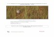 C-111 PROJECT & CAPE SABLE SEASIDE SPARROW … · 3 1.0 Executive Summary The main purpose of this report is to provide current data on Cape Sable seaside sparrows (CSSS or the “sparrow”)