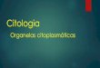 Citologia - colegiocope.com.br · Citologia Organelas citoplasmáticas. Organelas citoplasmáticas. Retículo endoplasmático e complexo golgiense. Golgiossomo. Outras funções do