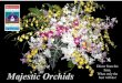 Majestic Orchids Pty Ltd You can only buy Majestic Orchid ...€¦ · Majestic Orchids can prepare orchid bouquets, orchid confetti or orchid stem gifts with a personalized message